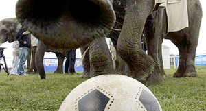 Piala Eropa Tugaskan Gajah dan Babi Jadi Peramal