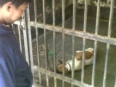 31 Kambing Mati Dimangsa Anjing, Pemkab Banyumas Upayakan Ganti Rugi