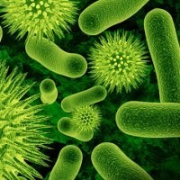 Ancaman Bakteri C. Diff di Amerika Makin Ganas