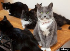 Pelihara 550 Kucing, Istri Dicerai Suami!