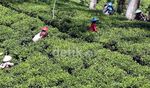 Perjuangan Para Pemetik Kebun Teh