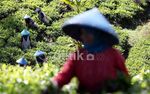 Perjuangan Para Pemetik Kebun Teh