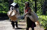 Perjuangan Para Pemetik Kebun Teh