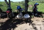 Perjuangan Para Pemetik Kebun Teh