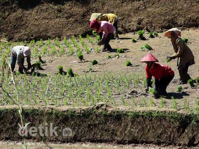 Darurat, Lahan Pertanian Makin Menciut