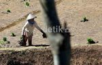 Darurat, Lahan Pertanian Makin Menciut