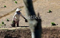 Para petani Cianjur, Jawa Barat tengah bercocok tanam beberapa waktu lalu . Size pertanian kita itu kecil. (sehingga), dalam cara apapun, sebaik apapun, hasinya tidak akan kredibel, ujar Wamen dalam acara Musyawarah Nasional II Masyarakat Agribisnis dan Agroindustri pekan lalu.