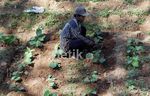 Darurat, Lahan Pertanian Makin Menciut