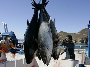 Hati-hati, Tuna yang Terkena Radiasi Bisa Masuk ke Sushi