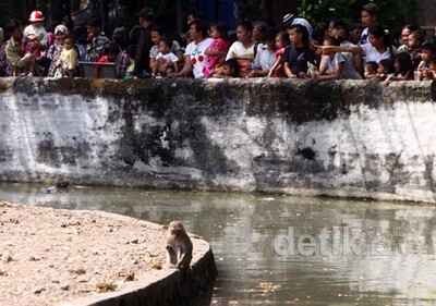 Gratis, Ratusan Ribu Pengunjung Padati KBS
