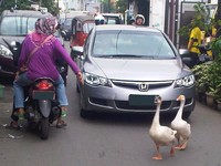 Diajari mengantre, bebek saja bisa, kenapa manusia tidak? (Foto Ferry Utomo).