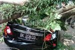 Pohon Tumbang Timpa Tiga Mobil