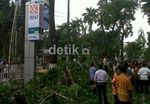 Pohon Tumbang Timpa Tiga Mobil