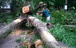 Pohon Tumbang Timpa Tiga Mobil