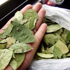 Otoritas Bolivia Bongkar 249 Pabrik Narkoba & Sita 2 Ton Kokain Ilegal