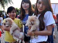 Tiga gadis pemelihara anjing ikut meramaikan festival anjing yang dirangkaikan dengan ulang tahun pertama komunitas pehobi anjing se-Makassar, Doggiliciouz. M Nur Abdurrahman/detikNews.
