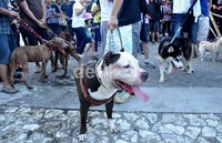 Beberapa ekor anjing pitbull yang bertubuh gempal ikut meramaikan festival ini. M Nur Abdurrahman/detikNews.