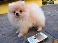 Anjing berukuran mini jenis mini pom menjadi favorit dalam festival ini. M Nur Abdurrahman/detikNews