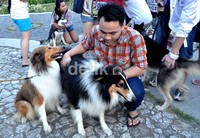 Sepasang anjing jenis rough collie asal Inggris menjadi anjing paling langka di Makassar. Di Makassar, hanya ada sepasang anjing rough collie. M Nur Abdurrahman/detikNews.