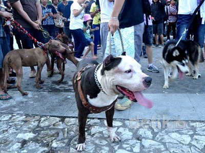 80 Ekor Anjing Meriahkan Doggiliciouz Carnival