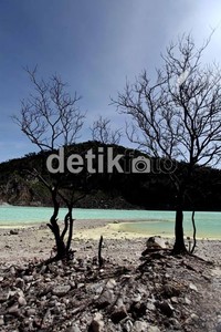 Pepohonan kering meninggalkan kesan tersendiri bagi para pengunjung Kawah Putih.