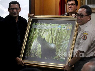 2012 Disepakati Jadi Tahun Badak Internasional
