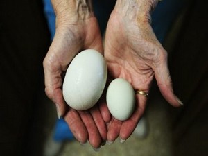 Telur Raksasa Ini Berisi Telur!
