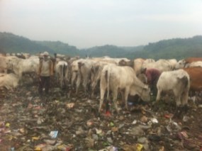 Mahasiswa Bogor Sulap Sampah Organik jadi Sumber Energi Gas