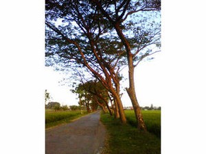 evening village