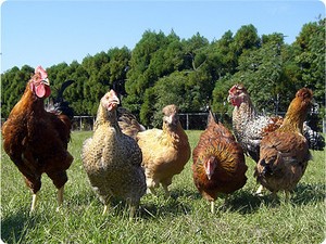 Ini Dia Miyazaki Jidori, Ayam Jepang Berdaging Gurih Enak!