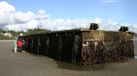 Potongan dermaga ini terbuat dari semen dan berlapiskan logam pontoon, serta berukuran panjang 20 meter, lebar 5 meter dan tinggi sekitar 2 meter. Beberapa tumbuhan dan binatang laut, seperti ganggang laut, kerang, bintang laut, bahkan terlihat menempel di bagian bawah potongan dermaga tersebut. REUTERS/Oregon Parks and Recreation Department/Handout.