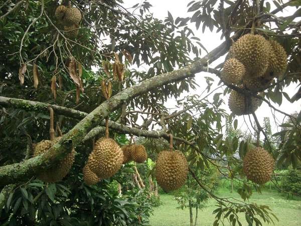 Unduh 9400 Koleksi Gambar Durian Warso Terbaik HD