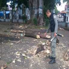 Bruuk! Yana Tewas Tertimpa Batang Pohon Beringin
