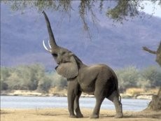 Lagi, Seekor Gajah Jantan di Riau Mati Diracun