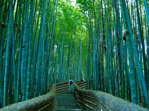 Sagano, Hutan Bambu yang Bersiul di Jepang