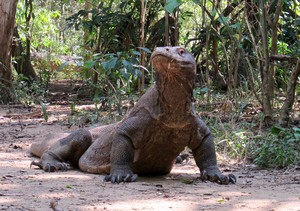 Trekking Seru Bertemu Si Komo di Pulau Komodo