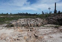 Hutan dibabat, tanah dibiarkan kosong dan menganggur. Menurut warga setempat, tanah ini menunggu musim tanam untuk kelapa sawit, karet atau lada.