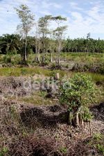 Hutan Rusak, Menu Wajib Susuri Perbatasan