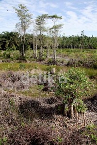 Hutan yang rusak dengan latarbelakang kebun kelapa sawit sudah menggantikan. Menurut aktivis lingkungan Greenpeace, kelapa sawit di lahan gambut seperti di Kalimantan mendorong pemanasan global paling signifikan.