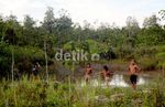Hutan Rusak, Menu Wajib Susuri Perbatasan