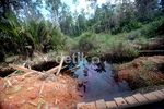 Hutan Rusak, Menu Wajib Susuri Perbatasan