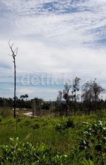 Hutan Rusak, Menu Wajib Susuri Perbatasan