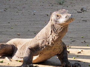 Ini Dia 5 Tips Aman Liburan ke Pulau Komodo