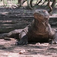 Ada yang Indah di Balik Ganasnya Pulau Komodo