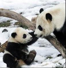 Lewat Facebook PM Najib Minta Nama Untuk Panda, Eh..Malah Diolok-olok