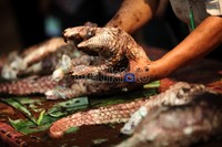 Daging dan kulit trenggiling itu banyak digunakan untuk obat penambah stamina.