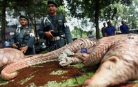 Kulit trenggiling, diduga mengandung zat yang berguna untuk kesehatan dan kecantikan.