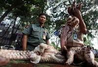 Trenggiling itu diduga dicuri dari Sumatera, Kalimantan, dan Jawa.