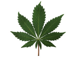 Haute Stoner Cuisine, Makanan Ganja Jadi Trend di Amerika