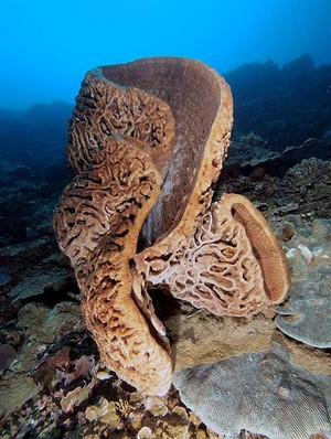 Salvador Dali dari Gorontalo